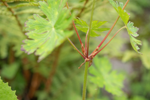 Geranium refractum, photograph 2