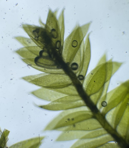Recurved Brotherella Moss (Brotherella recurvans)
