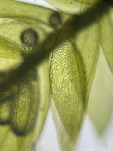 Image of Brotherella recurvans by (c) Brandon Corder, some rights reserved (CC BY)