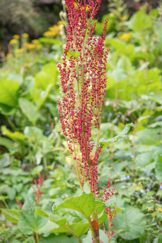 Rheum acuminatum, photograph 4