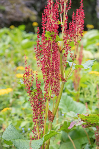 Rheum acuminatum, photograph 3