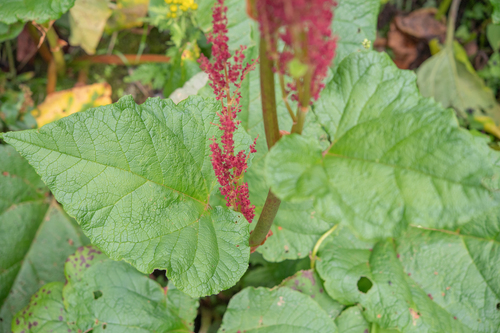 Rheum acuminatum, photograph 5