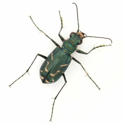 Oblique-lined Tiger Beetle photo 4