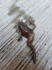 Eleutherodactylus campi