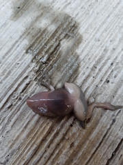 Eleutherodactylus campi