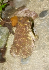 Peltophryne peltocephala