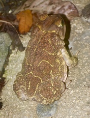 Peltophryne peltocephala
