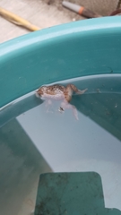 Eleutherodactylus campi