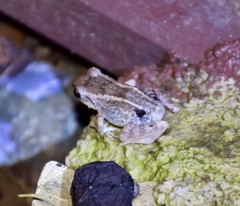 Eleutherodactylus atkinsi