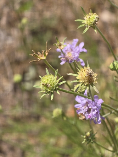 Image of Fragrant Scabious (Scabiosa canescens) by (c) David Sandler, some rights reserved (CC BY)