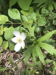Anemonastrum canadense