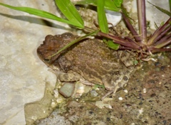 Peltophryne peltocephala