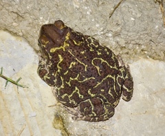 Peltophryne peltocephala