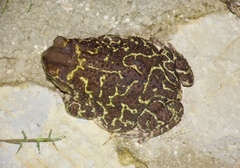 Peltophryne peltocephala