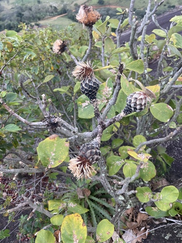 Wunderlichia azulensis