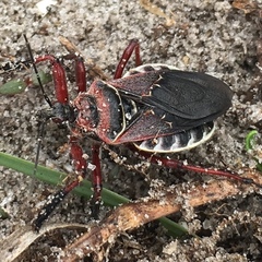 Apiomerus floridensis