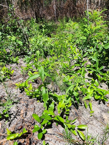 Image of Eupatorium album by (c) Scott Allen Davis, some rights reserved (CC BY)