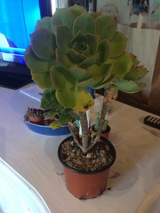 Aeonium percarneum