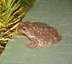 Peltophryne peltocephala