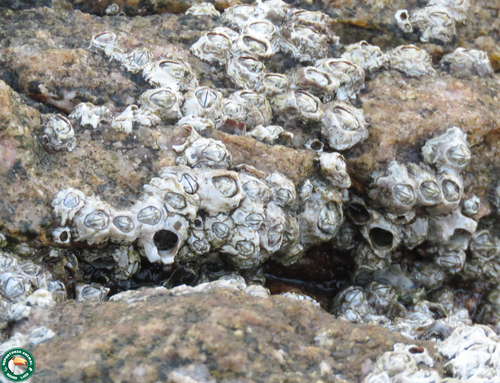 Chthamalus bisinuatus