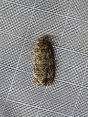 Phaecasiophora niveiguttana