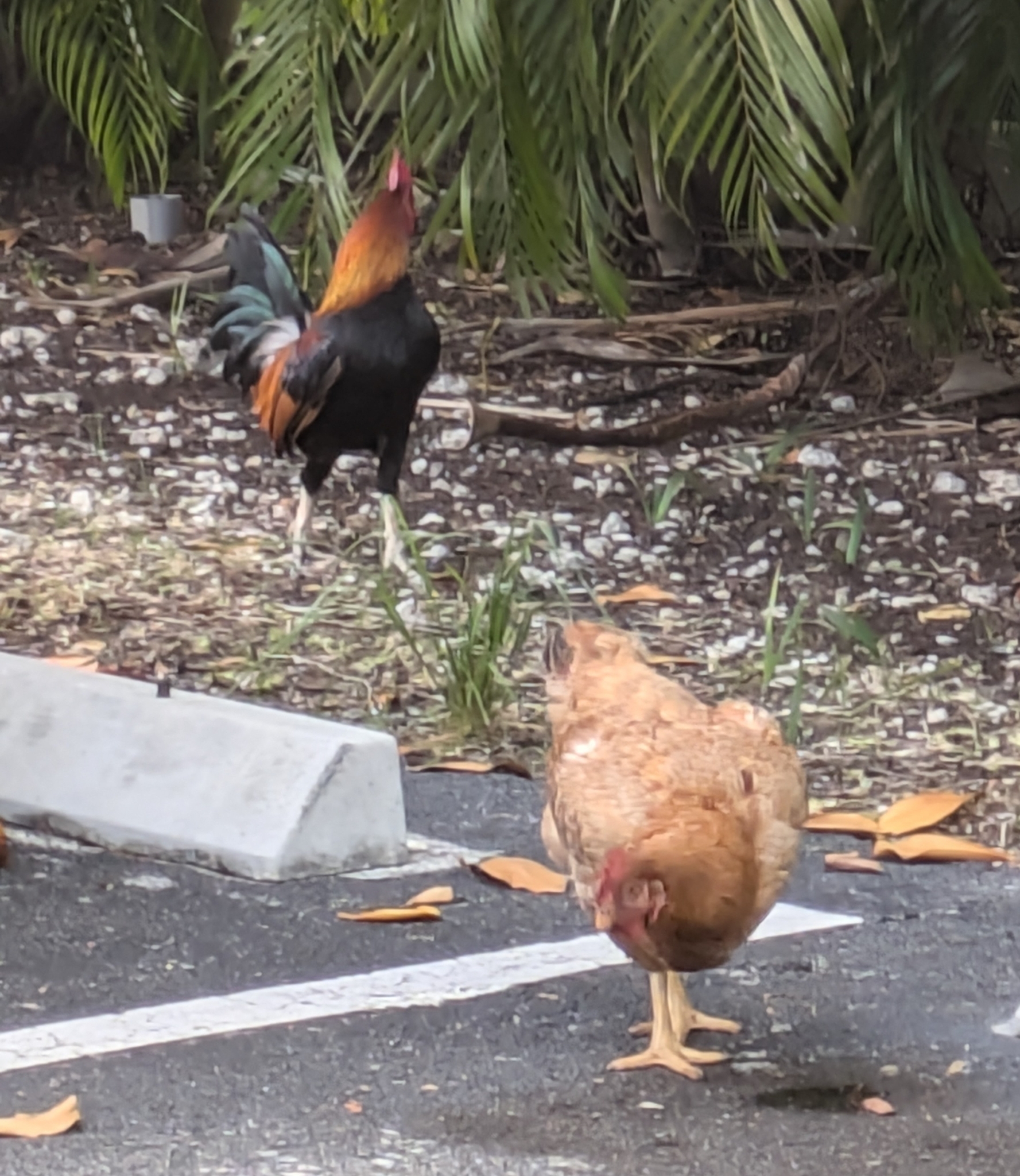 Gallus gallus f. domestica