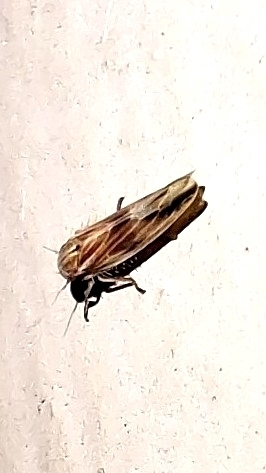 Balclutha rubrostriata observed 2024-08-16