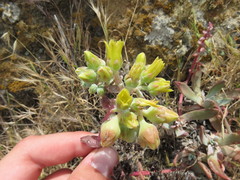 Dudleya greenei