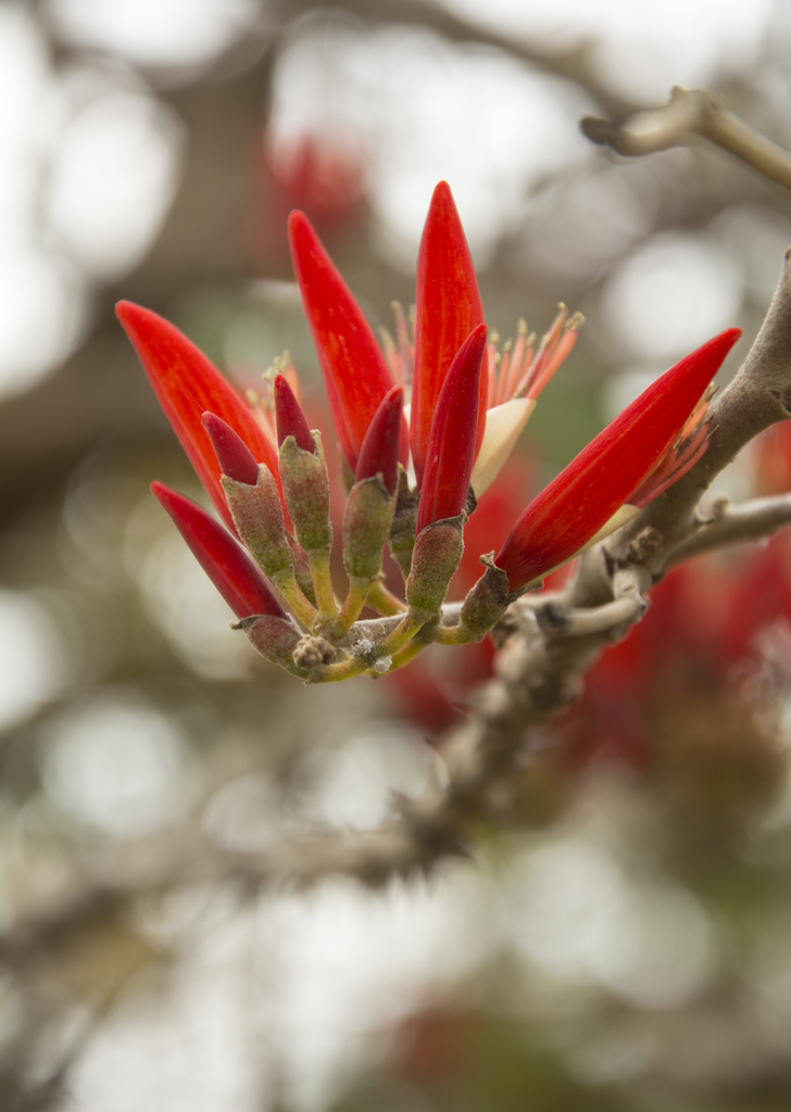Corky Coral Tree