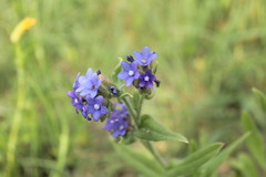 Anchusa officinalis