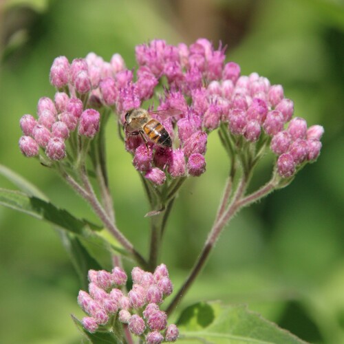 iNaturalist observation photo of marsh fleabane