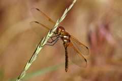 Sympetrum madidum