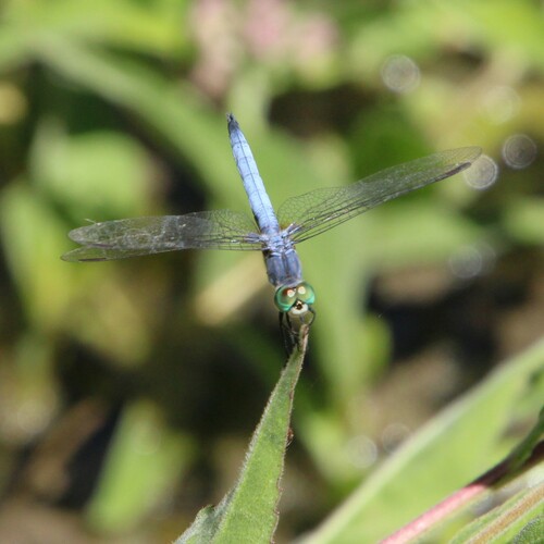 iNaturalist observation photo of Blue Dasher
