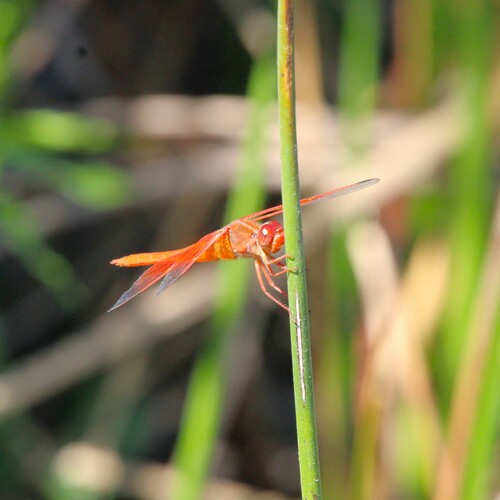 iNaturalist observation photo of Flame Skimmer
