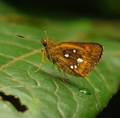 Common White-spots