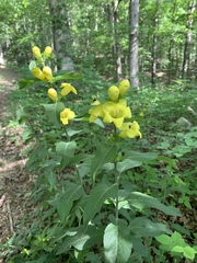 Aureolaria grandiflora