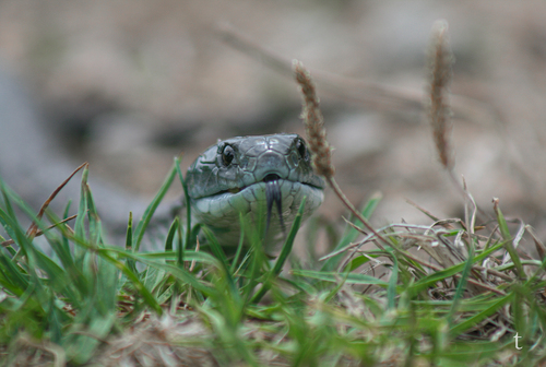 Tiger Snake sighting