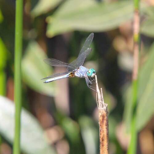 iNaturalist observation photo of Blue Dasher