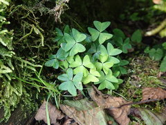 Oxalis griffithii