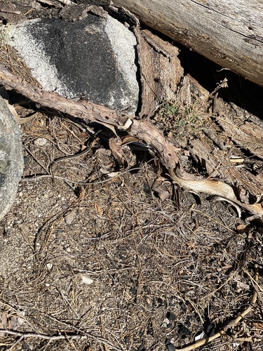 iNaturalist observation photo of Western Terrestrial Garter Snake
