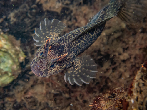 Baai-slijmvis (Hypsoblennius gentilis) — Blenniidae