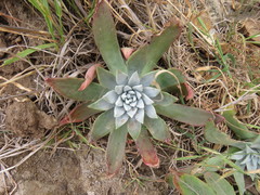 Dudleya greenei