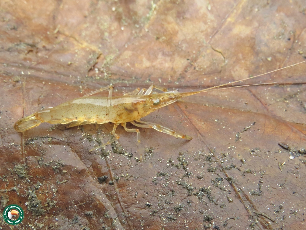 bristled river shrimp