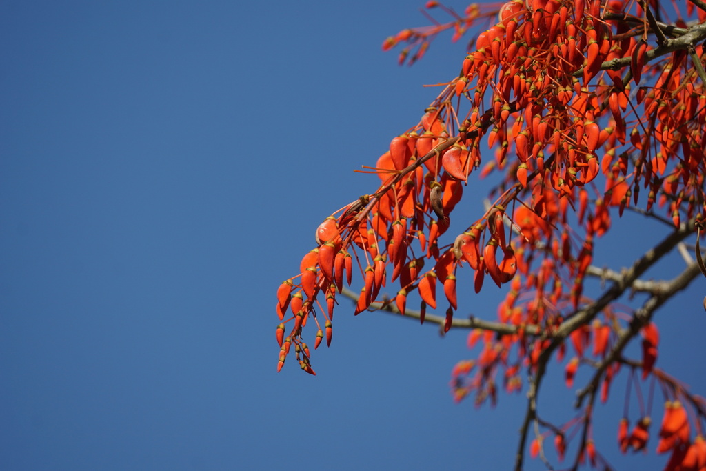 Erythrina verna