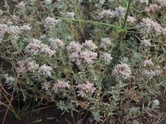 Teucrium capitatum capitatum