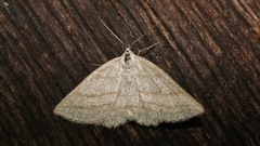 Perconia strigillaria