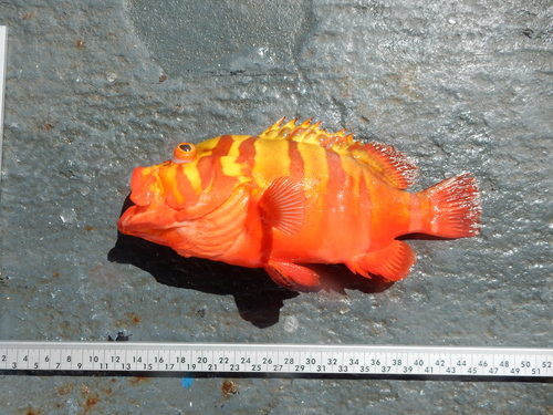 Cephalopholis igarashiensis observed 2014-07-09