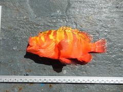 Garish Hind photo 4