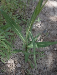Lactuca pulchella