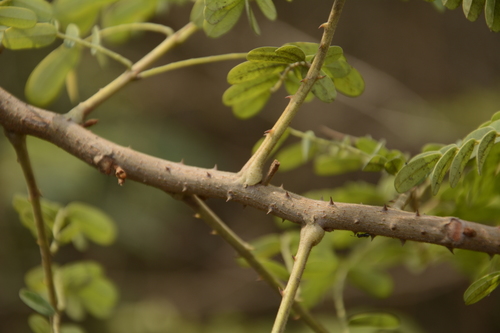 Mysore Thorn
